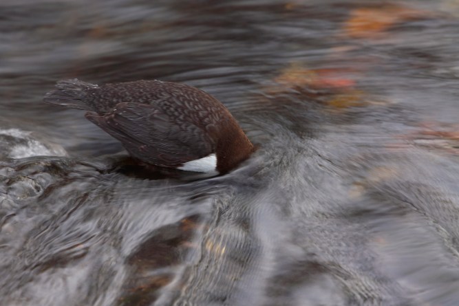 Dipper dipping