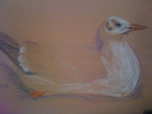 GDP gull after Tunnicliffe