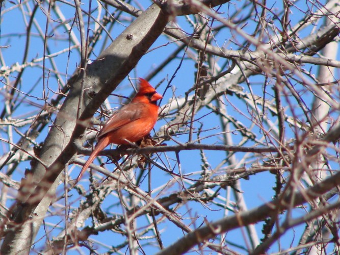 red cardinal