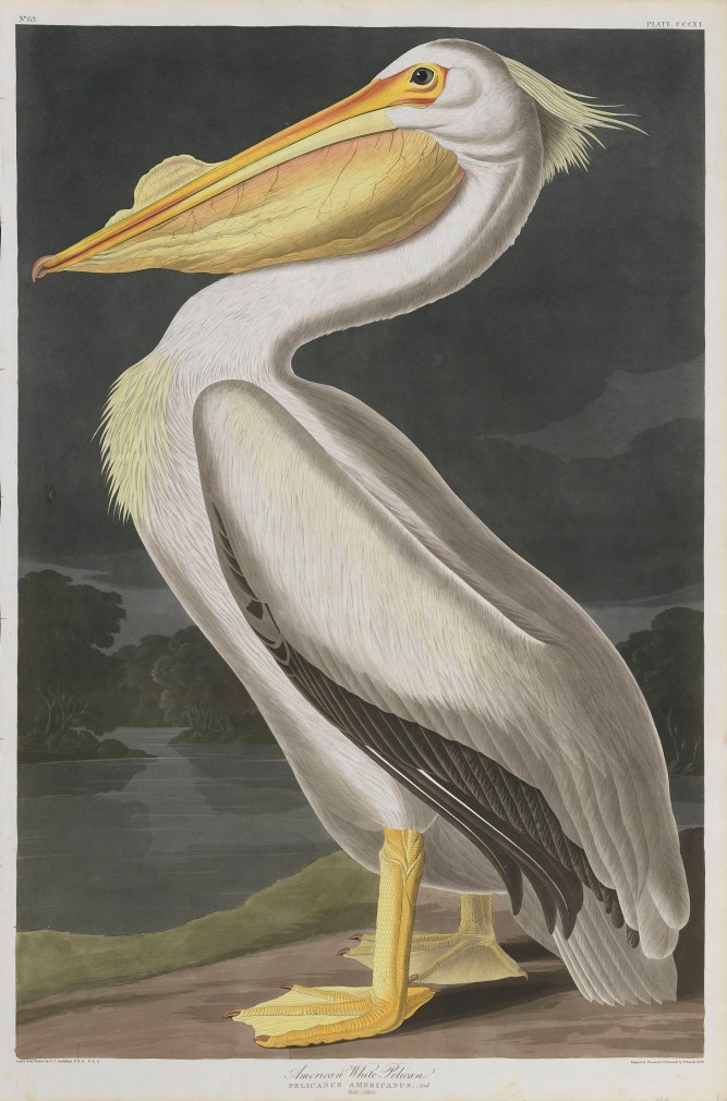 05-the-birds-of-america-plate-311-american-white-pelican