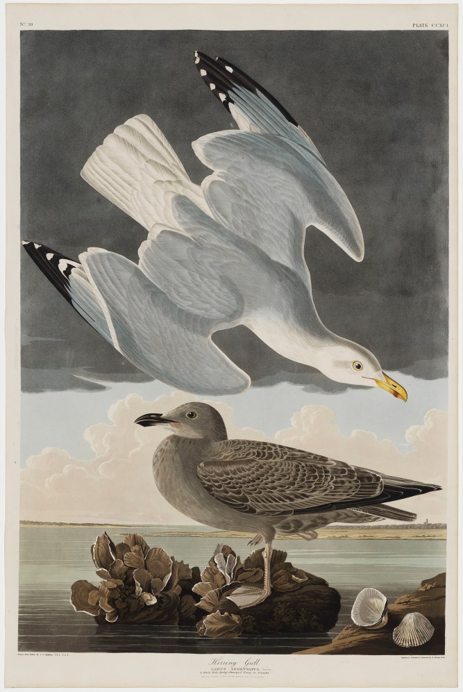 06-the-birds-of-america-plate-291-herring-gull