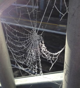 spiderweb_sdeb